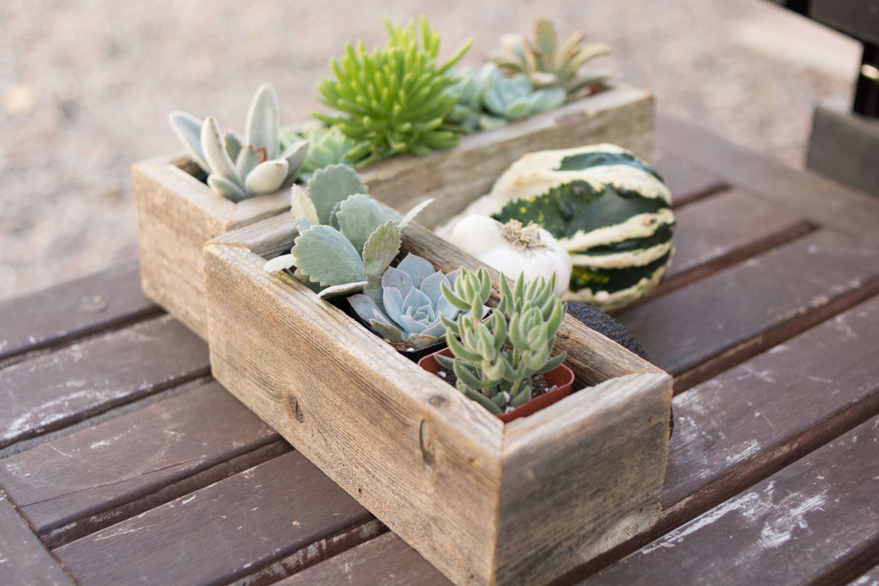 succulents in trough Reclaimed Wood Succulent Planter