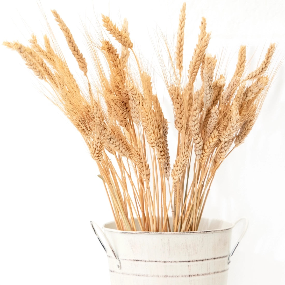 Dried Wheat Bundle