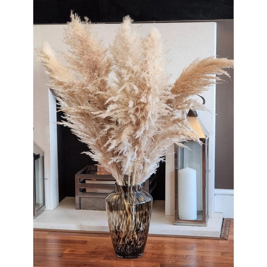 Pampas grass Jumbo fluffy Dried tall floral reed