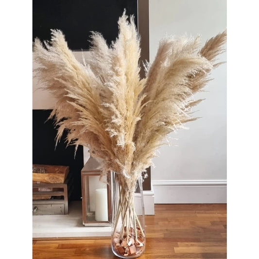 Pampas grass Large fluffy Dried tall floral reed