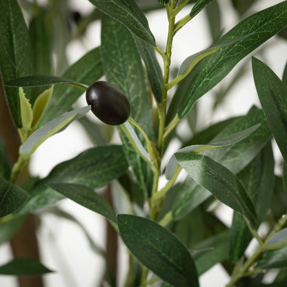 LARGE POTTED OLIVE TREE