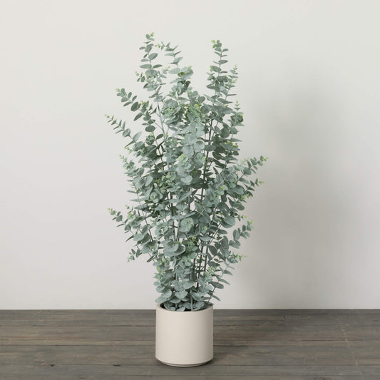 LARGE POTTED EUCALYPTUS TREE