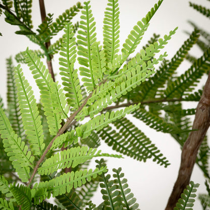 5' LIFE-LIKE FERN TREE