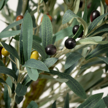 OLIVE TREE