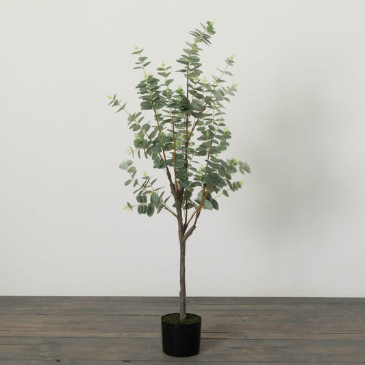 49" EUCALYPTUS TREE