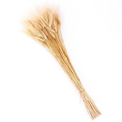 Dried Wheat Bundle